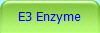 E3 Enzyme